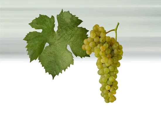Müller Thurgau - bílé víno