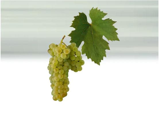 ryzlink_vlassky - bílé víno
