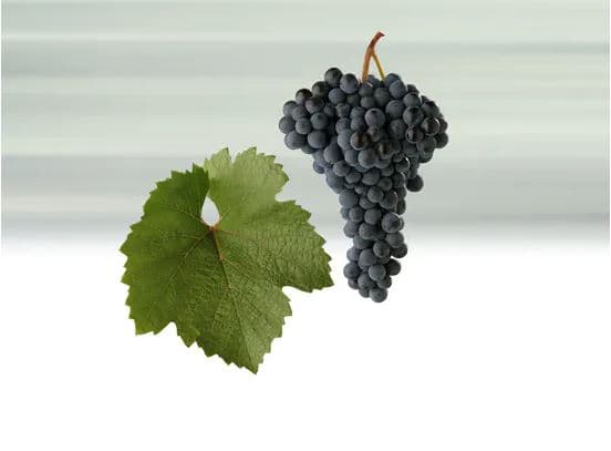 Zweigeltrebe - červené víno
