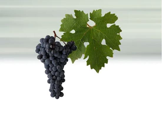 cabernet_savignon - červené víno