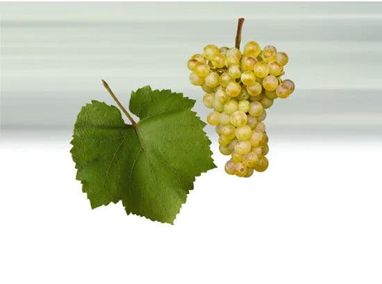 chardonnay - bílé víno