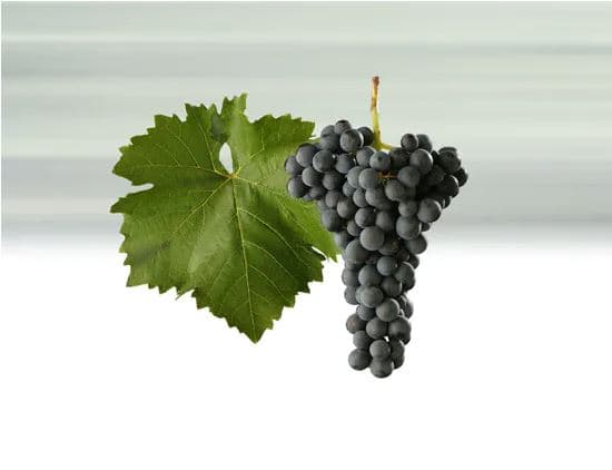 modry_portugal - červené víno
