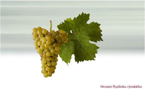 ryzlink_rynsky - bílé víno